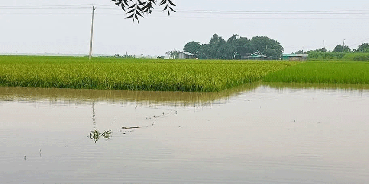 চাঁপাইনবাবগঞ্জে তলিয়ে গেছে ১৯০০ হেক্টর জমির ফসল