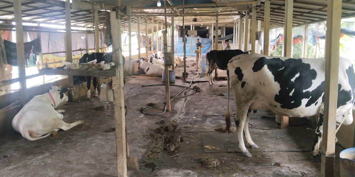 মানিকগঞ্জে আওয়ামী লীগ নেতার খামার থেকে ৫ গরু লুট