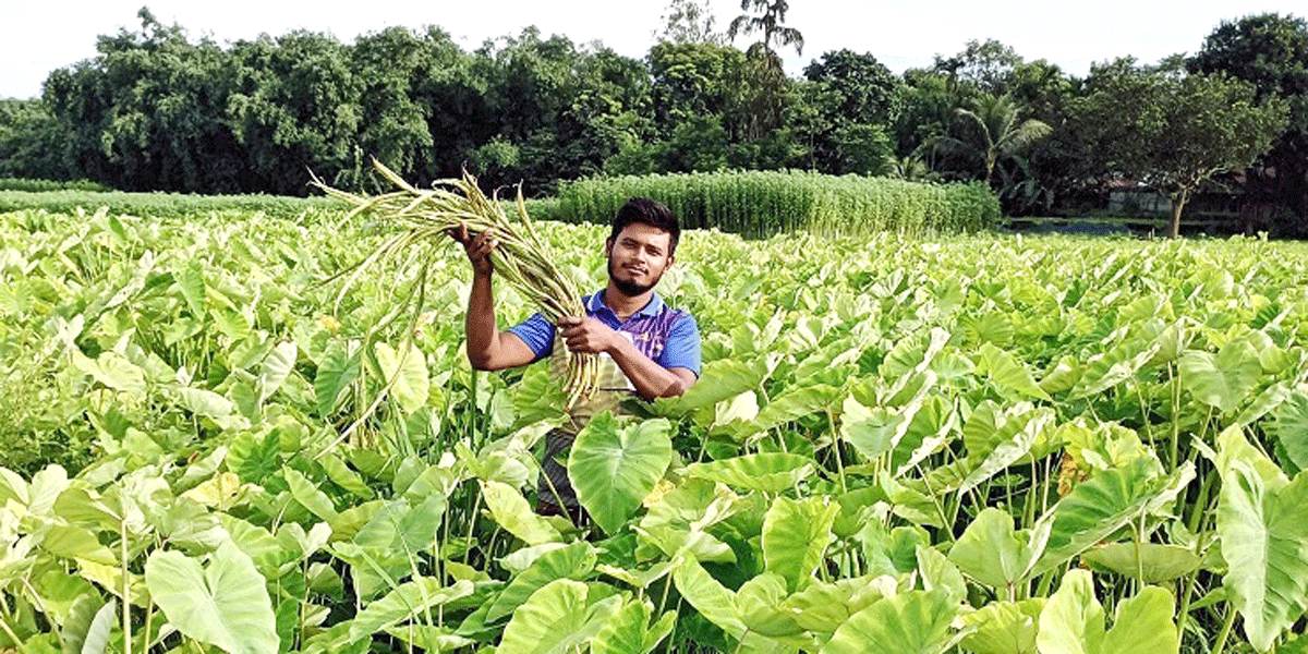 লতিরাজ কচু চাষে মুকুলের সাফল্য