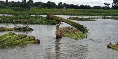 মাদারীপুরে পাট জাগ নিয়ে বিপাকে কৃষক