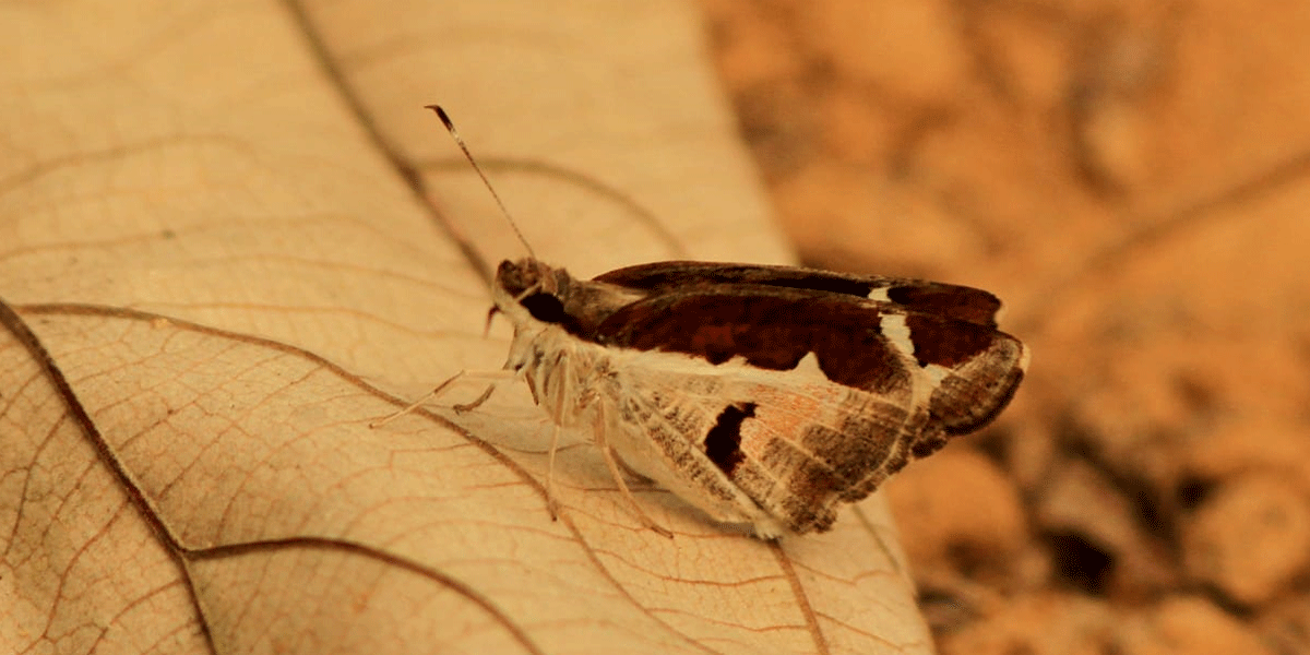মলয় মশাল প্রজাপতি
