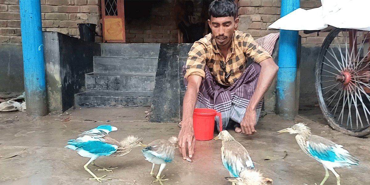 মানুষ-পাখির বন্ধুত্ব