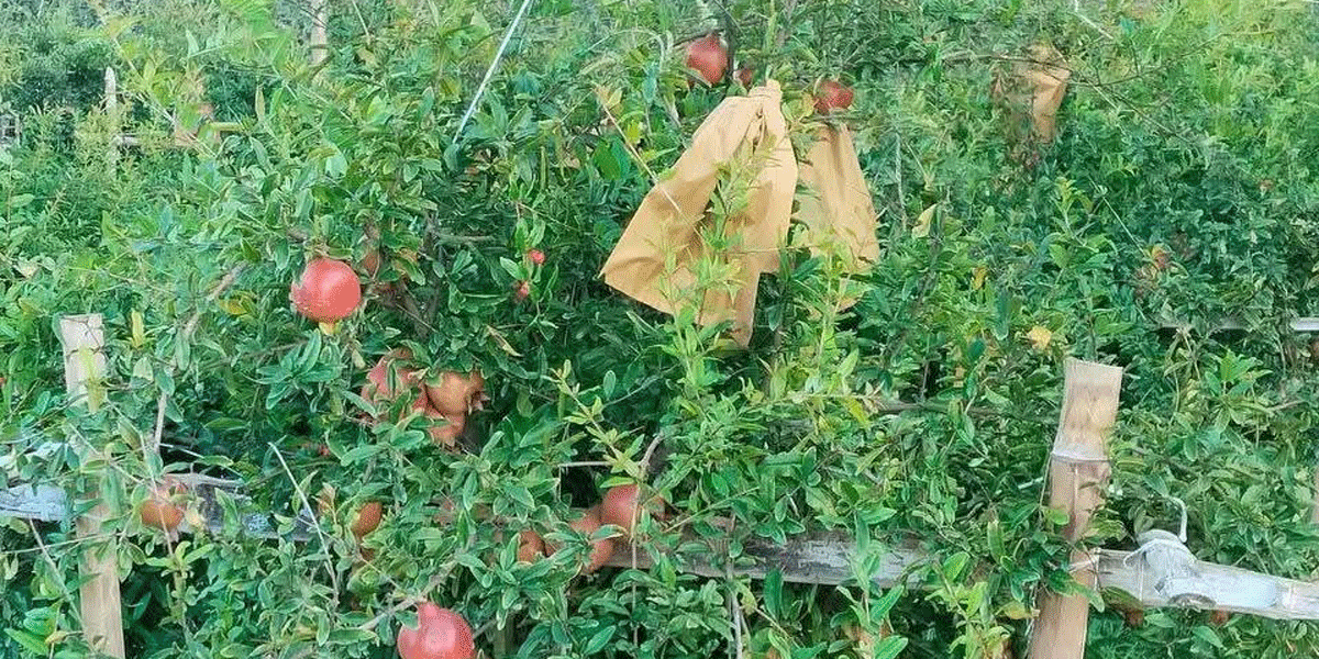 দিনাজপুরে দুই তরুণের সাফল্য,আনার চাষে নতুন সম্ভাবনা