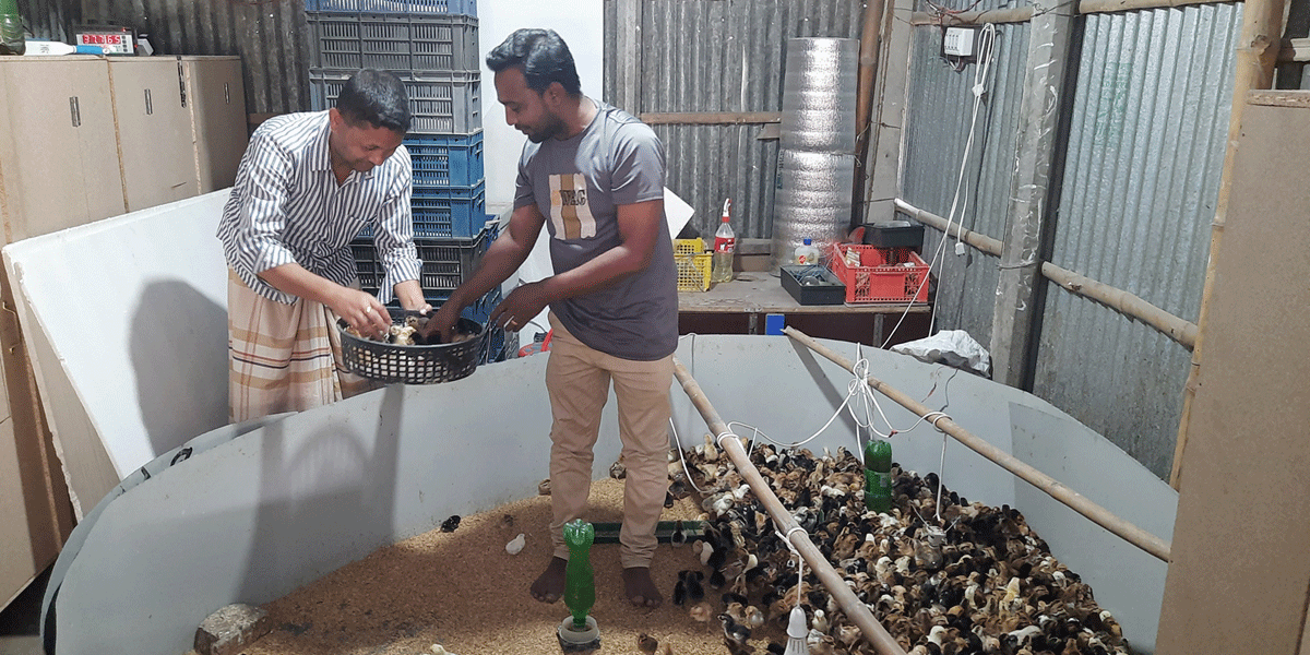 মুরগির বাচ্চা উৎপাদনে স্বাবলম্বী তরুণরা