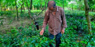 সমতল ভূমিতে চা চাষে লুৎফরের সাফল্য