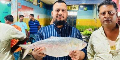 হাতিয়ায় দুই লাখ ১৩ হাজারে বিক্রি হলো ৮০ ইলিশ