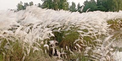 বেলকুচিতে কাশফুলের সাদা মেলা