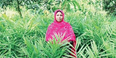 আদা চাষে বদলে যাচ্ছে চান্দোপাড়ার নারীদের জীবন
