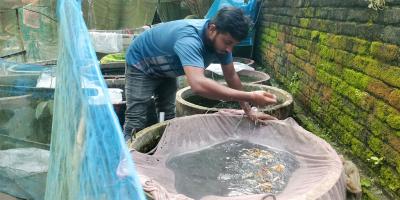 গাপ্পি মাছের খামার বদলে দিল রাকিবের জীবন
