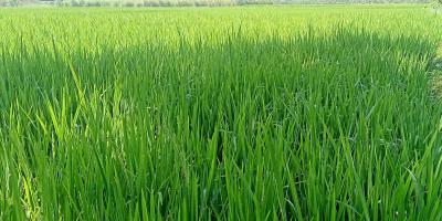 নাটোরে রোপা আমনের নলক্ষ্যমাত্রা ছাড়িয়েছে