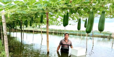 বাগেরহাটে ঘেরের আইলে সবজি আবাদে ভাগ্য বদল