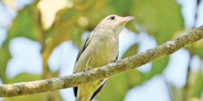 দেশের ক্ষুদ্রতম পাখি ‘ছোট ফুলঝুরি’