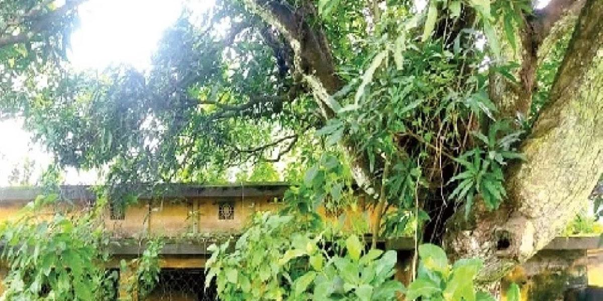 ঈশ্বরদীতে বন্ধ সব কার্যক্রম, টিকে আছে শুধু তুঁতচারা উৎপাদন