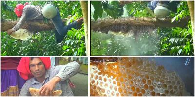 মধু সংগ্রহে ব্যস্ত সময় পার করছেন হাতিয়ায় মৌয়ালরা