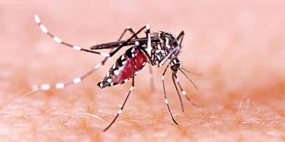 ডেঙ্গুতে আরও ৩ জনের মৃত্যু, হাসপাতালে ৮৩৩