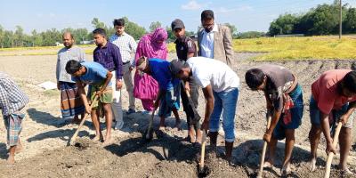 দিনাজপুরে বীজ আলু  বপন উৎসব, নতুন আশায় চাষি