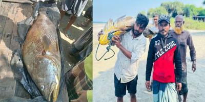 ৩৩ কেজির কালো পোয়ার দাম হাঁকছেন ১০ লাখ