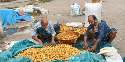 লক্ষ্মীপুরে হাজার কোটি টাকার সুপারি বাজার