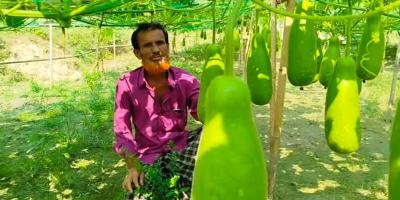 দাউদকান্দিতে বাণিজ্যিকভাবে লাউ চাষে স্বাবলম্বী কৃষকরা