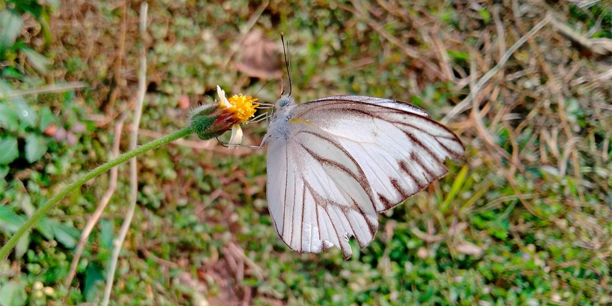 সাদা-কালোয় রৈখি মথন