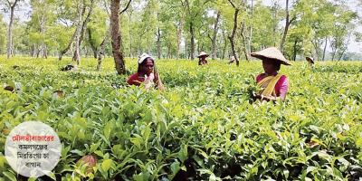 চা পাতায় আছে গল্প, চায়ের কাপে স্বাদ