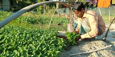 জয়পুরহাটে কোটি টাকার সবজির চারা বিক্রির আশা