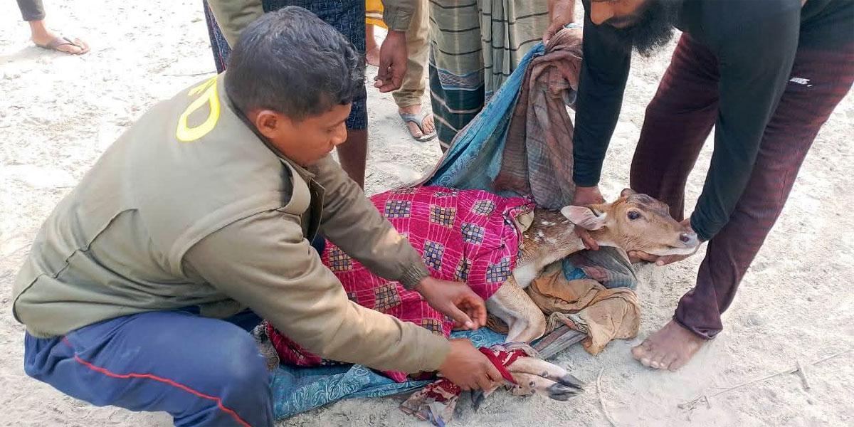 পথ হারিয়ে লোকালয়ে হরিণ, বনে অবমুক্ত