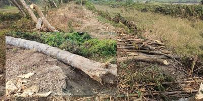 কলেজ শিক্ষকের পেটে গেল সরকারি গাছ!