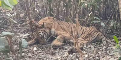 অবশেষে উদ্ধার আটকে পড়া বাঘ, নেওয়া হচ্ছে খুলনার রেসকিউ সেন্টারে