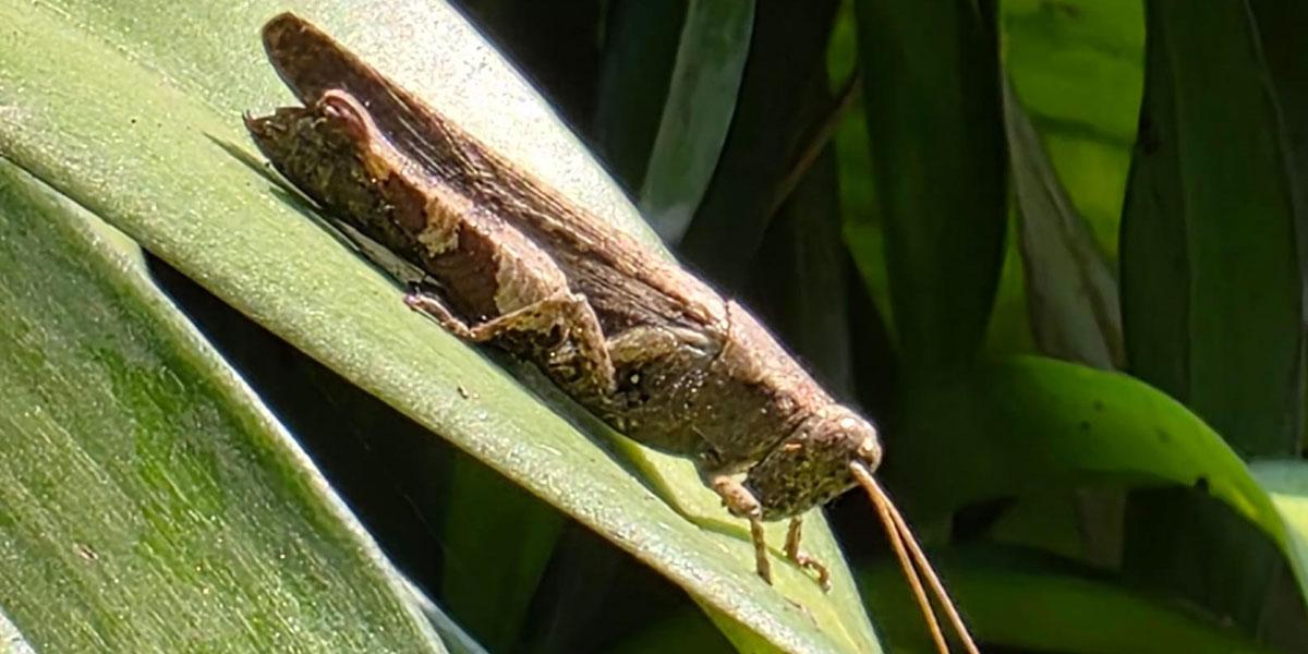 খয়রা দাগি ঘাসফড়িং