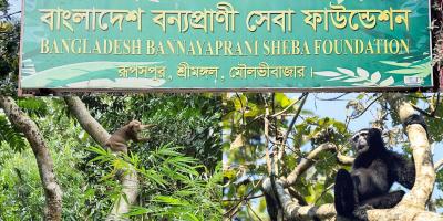 মৌলভীবাজারে নিজ আবাস হারিয়ে শহরের দ্বারে বন্যপ্রাণীরা