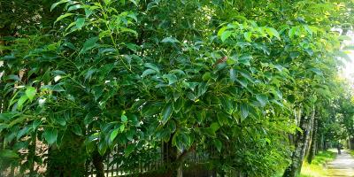 কর্পূরগাছের কথা