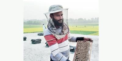 ধামরাইয়ে সরিষার ফুলের মধু সংগ্রহে ব্যস্ত মৌচাষি
