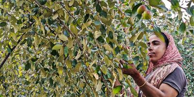 সাতক্ষীরায় কুল চাষে ভাগ্য বদল