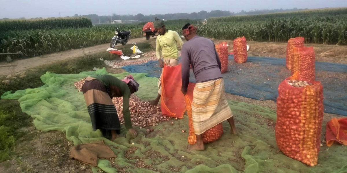 রাজশাহীতে মুড়িকাটা পেঁয়াজের ফলনে খুশি চাষি, দামে হতাশ