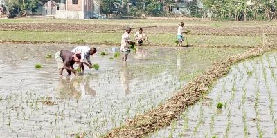 আখাউড়ায় বোরো ধান রোপণ শুরু