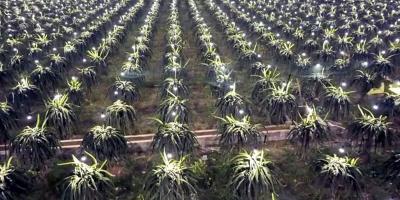 শার্শায় কৃত্রিম আলোয় ড্রাগন চাষে তিন গুণ ফলন