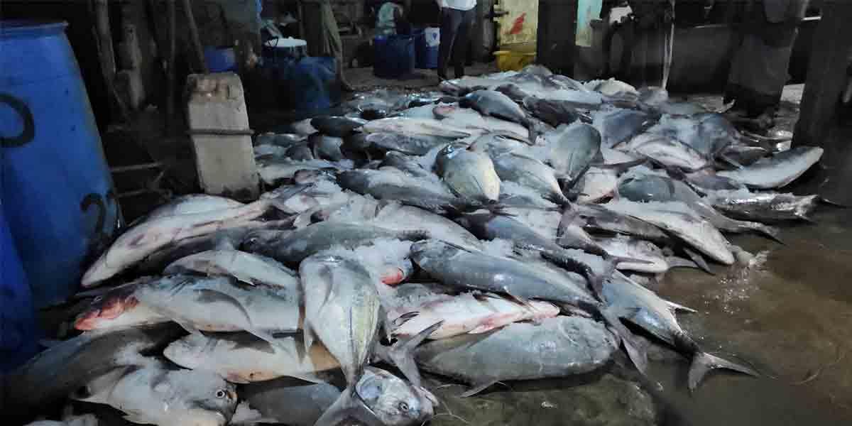 বঙ্গোপসাগরে ধরা পড়ল ১১২ মণ নাগু মাছ, বিক্রি ২০ লাখ টাকায়
