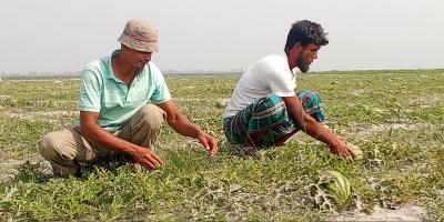 তিস্তার খগারচরে কোটি টাকার তরমুজ বিক্রির সম্ভাবনা