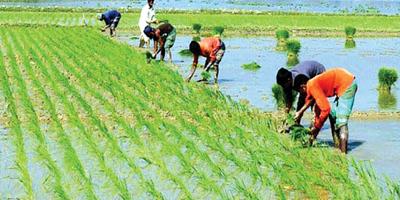 সাতক্ষীরায় আগাম বোরো চাষে কৃষকের লড়াই