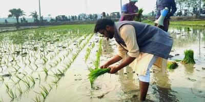 ঝিনাইদহ-৪ আসন: কৃষকের সঙ্গে ধান লাগালেন রাশেদ খান