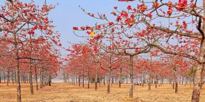 সুনামগঞ্জের শিমুল বাগানে রঙে রঙিন বসন্ত