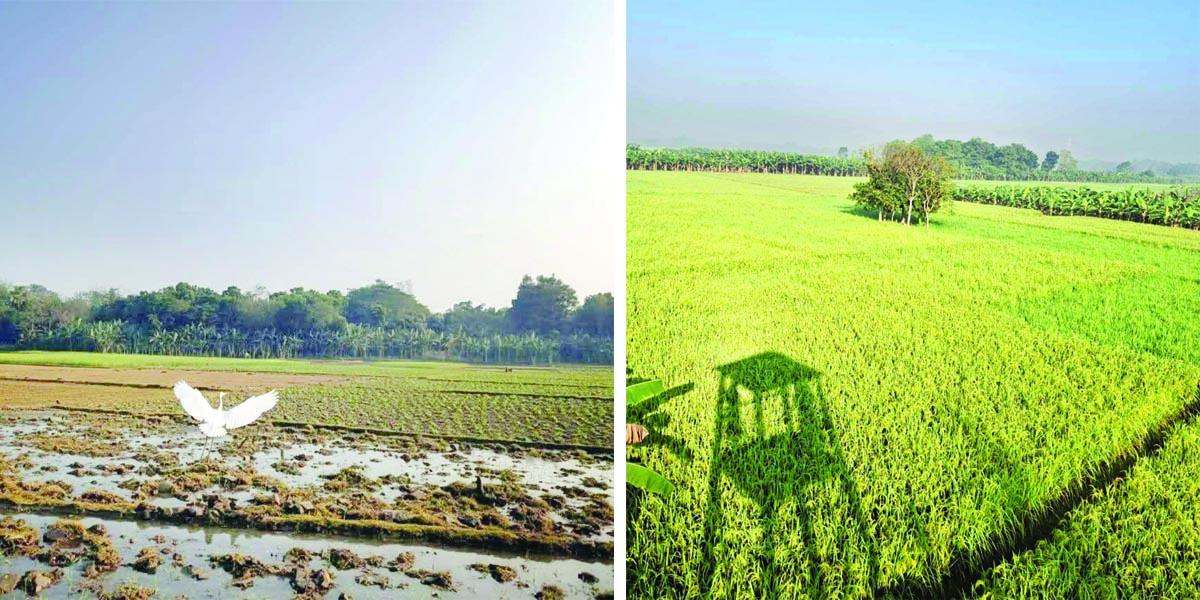 ক্যাম্পাসের উঠোন পেরিয়ে গ্রামীণ প্রকৃতিতে