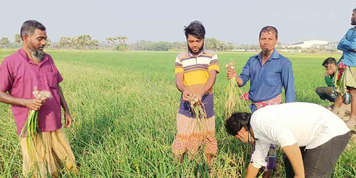 গোপালগঞ্জে বিষ প্রয়োগে অন্তত ৫০ বিঘা জমির পেঁয়াজ নষ্ট