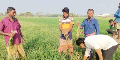 গোপালগঞ্জে বিষ প্রয়োগে অন্তত ৫০ বিঘা জমির পেঁয়াজ নষ্ট