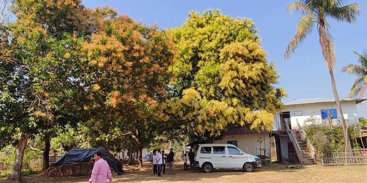 কক্সবাজারে সোনালি আভা ছড়াচ্ছে আমের মুকুল
