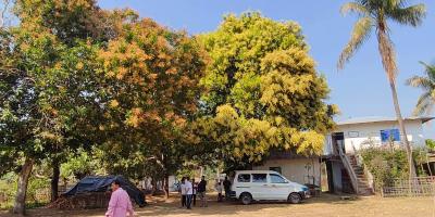 কক্সবাজারে সোনালি আভা ছড়াচ্ছে আমের মুকুল