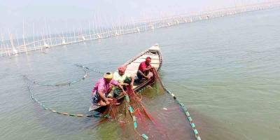 ফরিদপুরের পদ্মায় আড়াআড়ি বাঁশের বাঁধ দিয়ে জাটকা নিধনের মহোৎসব, হুমকিতে দেশের ইলিশ