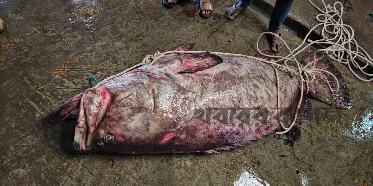 সেন্টমার্টিনের পশ্চিম সাগরে ধরা পড়ল ২০০ কেজির বোল মাছ