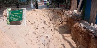 চট্টগ্রামে মহাবিপন্ন একমাত্র মাতৃ বৈলামগাছের গোড়া কেটেছে বিএফআরআই